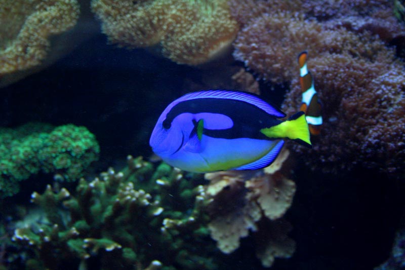 Meeresaquaristik Meerwasseraquarium Korallenverkauf Meeresaquarium Meerwasseraquaristik